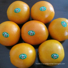 Хорошее качество Chinese Fresh Nave Orange